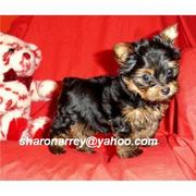  Male and Female Tea Cup Yorkies so if you are interested you can get 