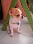 good chihuahua puppies for sale